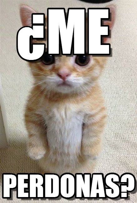 memesdegatos1 Memes de Gatos para Whatsapp