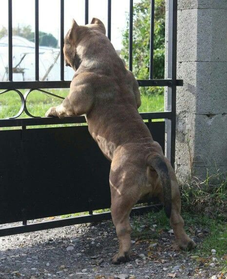 imagenes de perros pitbull16 Imágenes de Perros Pitbull para Whatsapp
