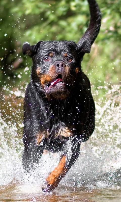 imagenes de perros rottweiler15 Imágenes de Perros Rottweiler