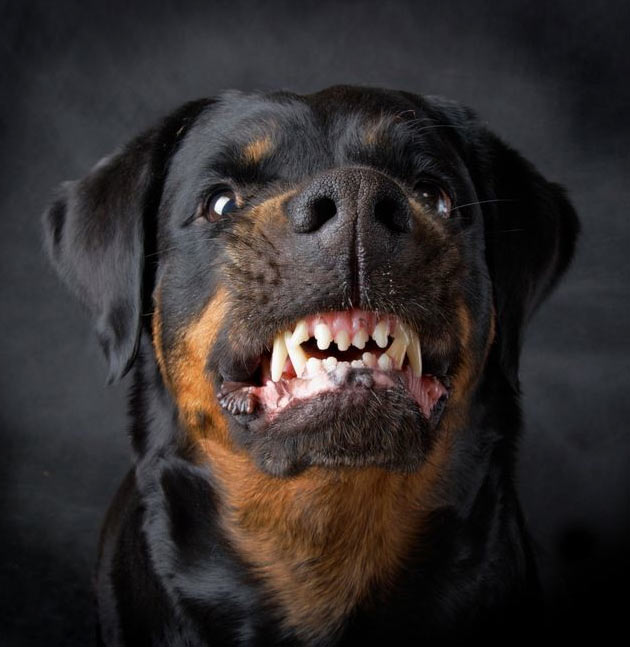 imagenes de perros rottweiler8 Imágenes de Perros Rottweiler