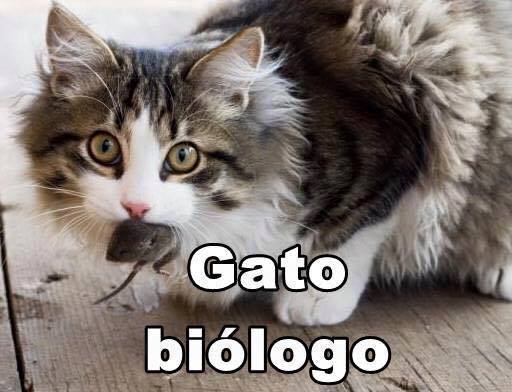 imagenes graciosas de gatos con oficios17 Imágenes Graciosas para Whatsapp (Gatos y Frases)
